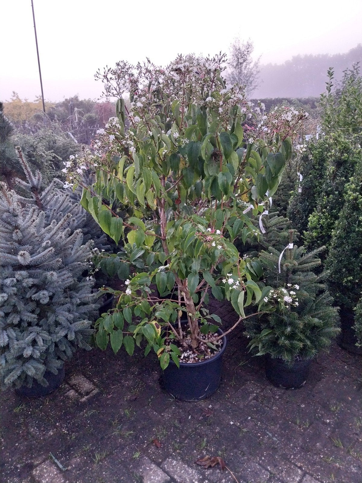 Zevenzonenboom (Heptacodium miconioides) in pot, Herfst, Overige soorten, 100 tot 250 cm, Ophalen