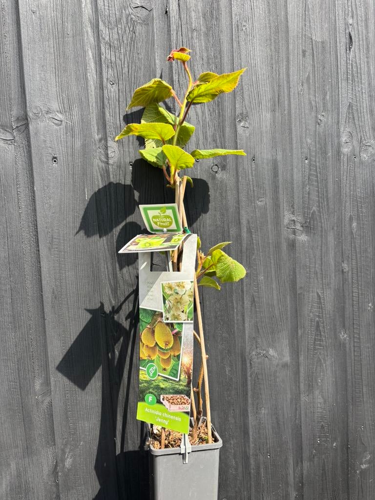 Kiwi plant, Ophalen of Verzenden, Lente
