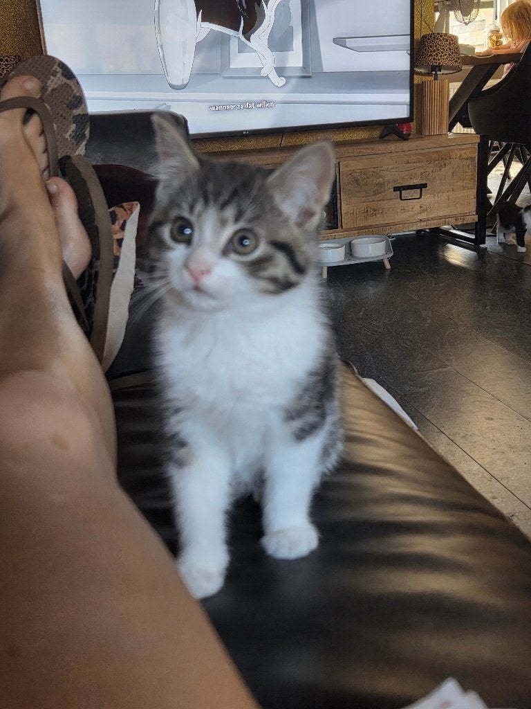 Kitten poes, Dieren en Toebehoren, Overige Dieren, Maart, Vrouwelijk