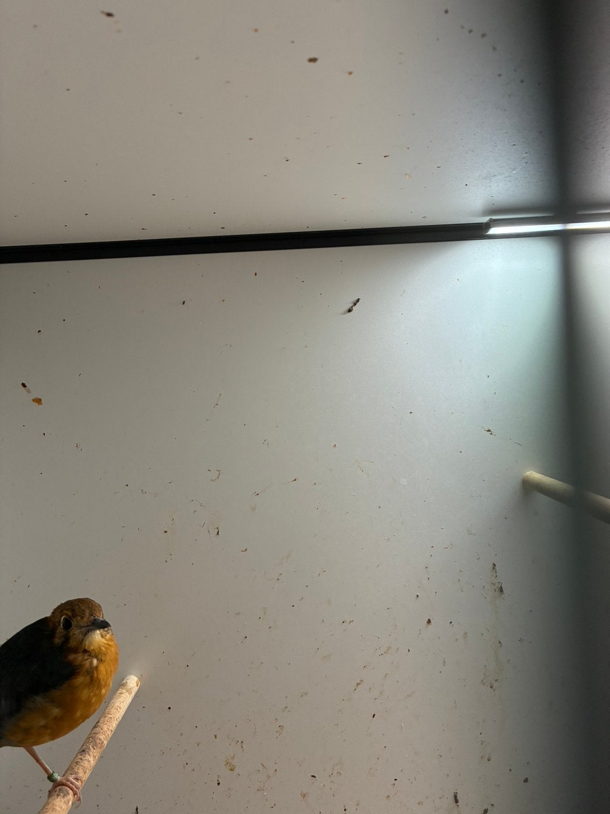 te koop dama lijsters, Meerdere dieren