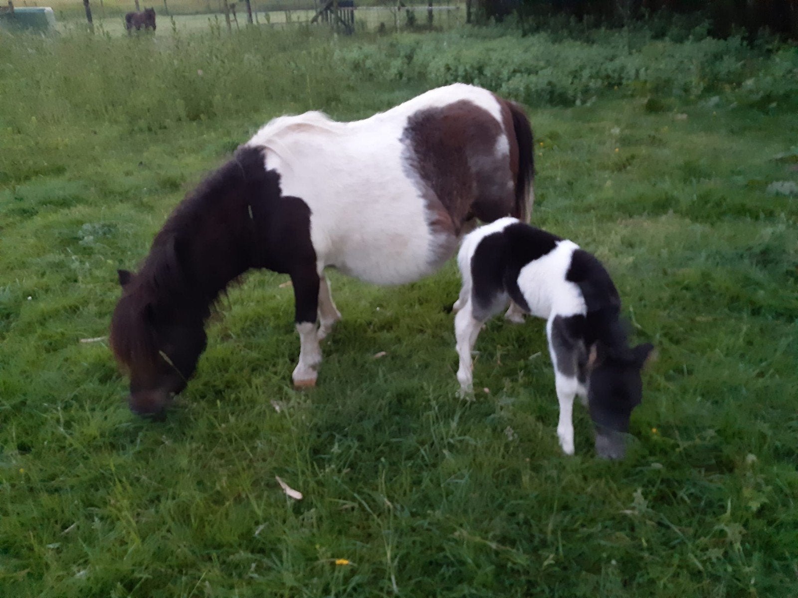 mini hengst, Dieren en Toebehoren, Hengst