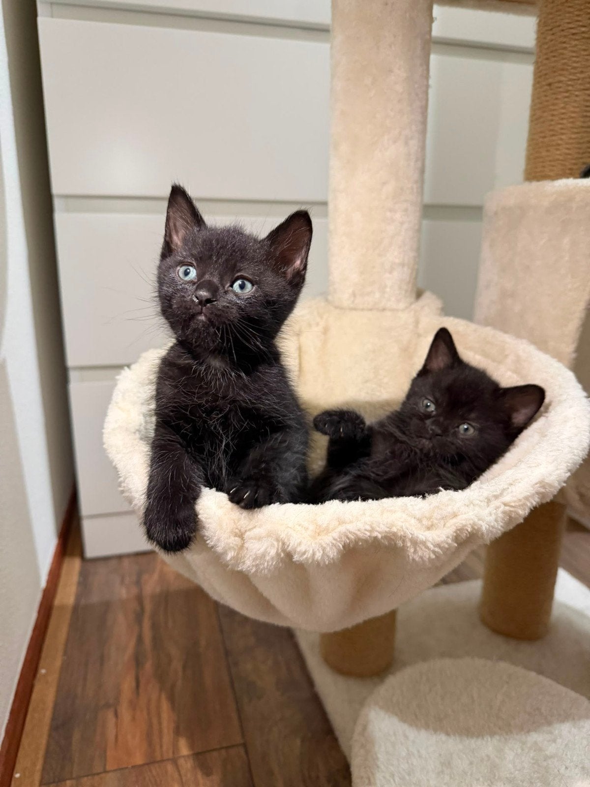2 lieve zwarte kittens zoeken nieuw thuis., Meerdere dieren