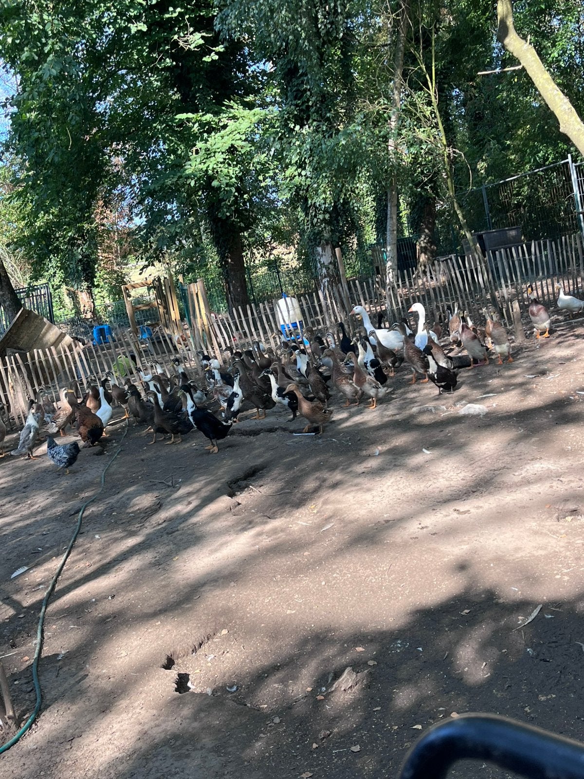 Pluimvee, Meerdere dieren, Kip