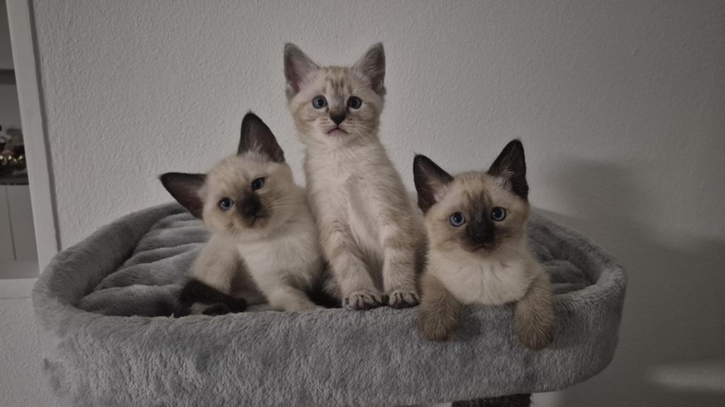 Ragdoll x Siamees 2 kittens over!  ❤️ Lief, uniek nestje., Dieren en Toebehoren, Meerdere dieren, Ontwormd