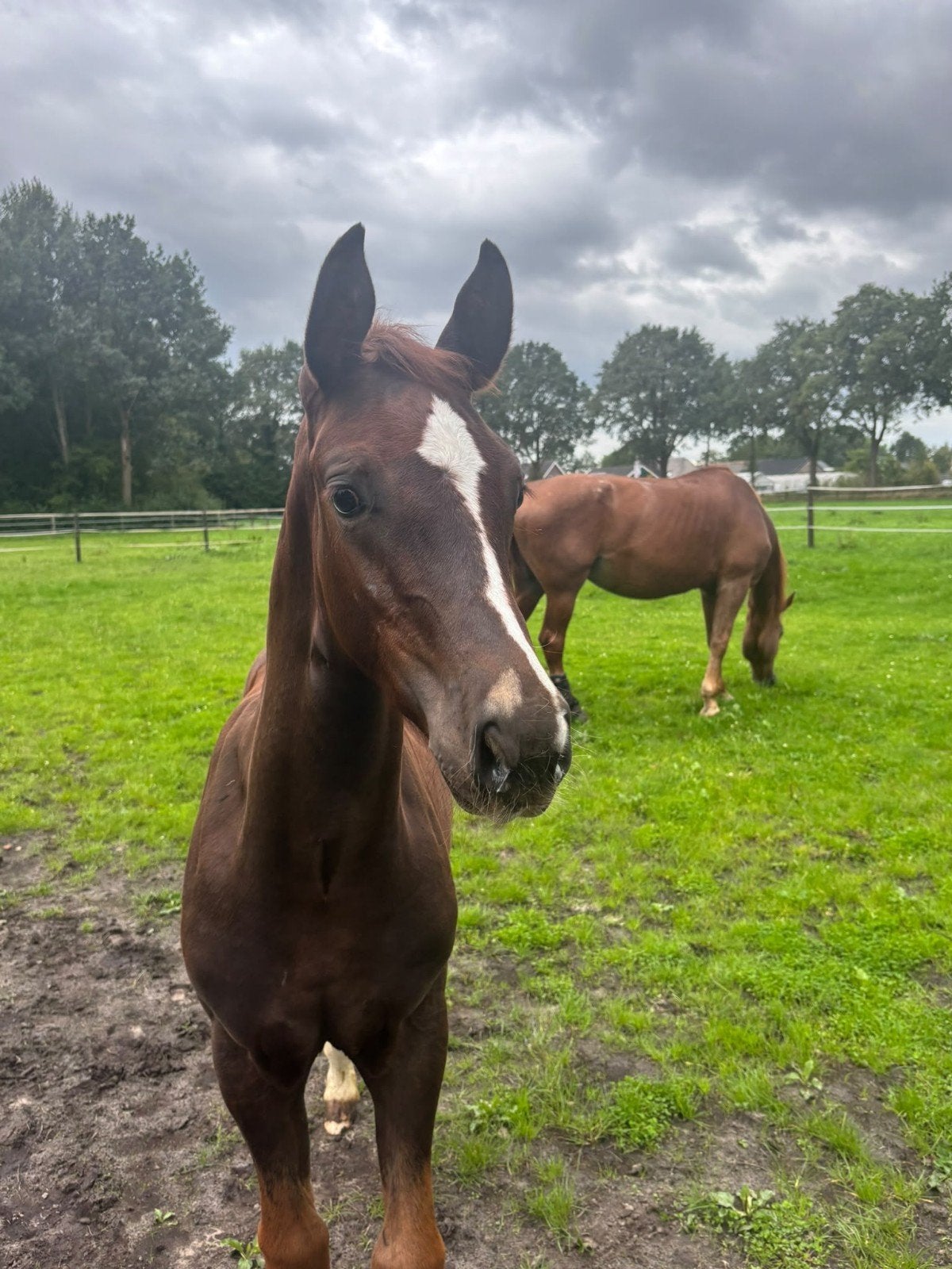 Cabochon x Rubinstein I hengst veulen, Hengst, Onbeleerd, Dressuurpaard, 0 tot 2 jaar