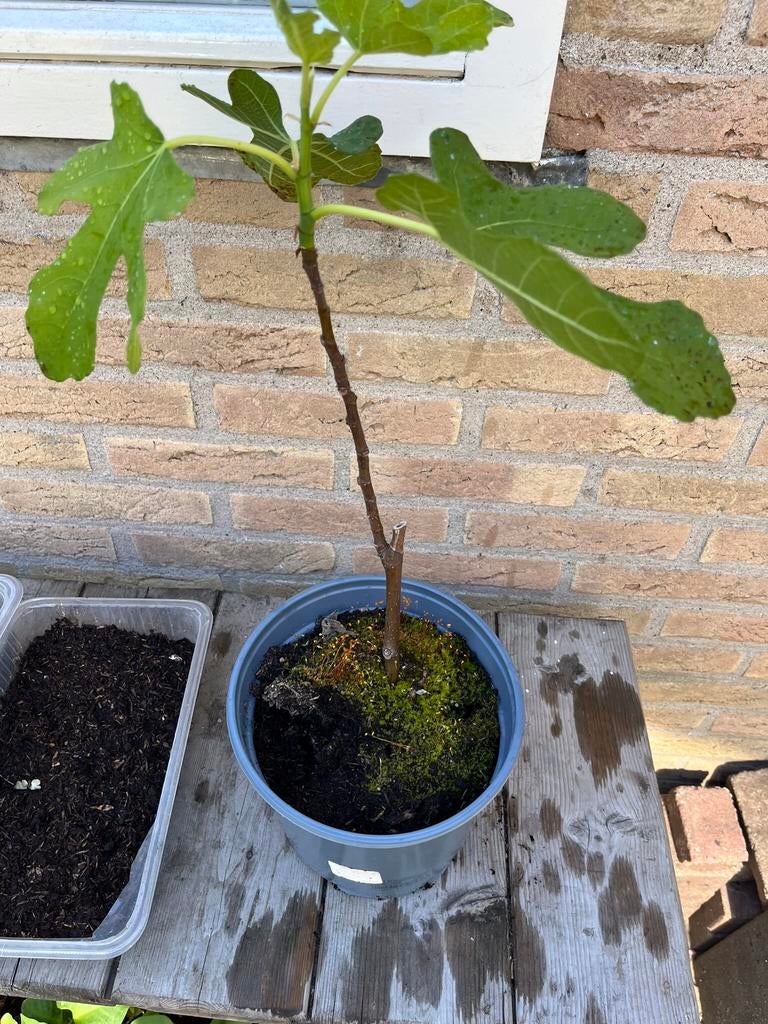 Goed gewortelde vijgen stek, Ophalen, Vaste plant, Overige soorten, Volle zon