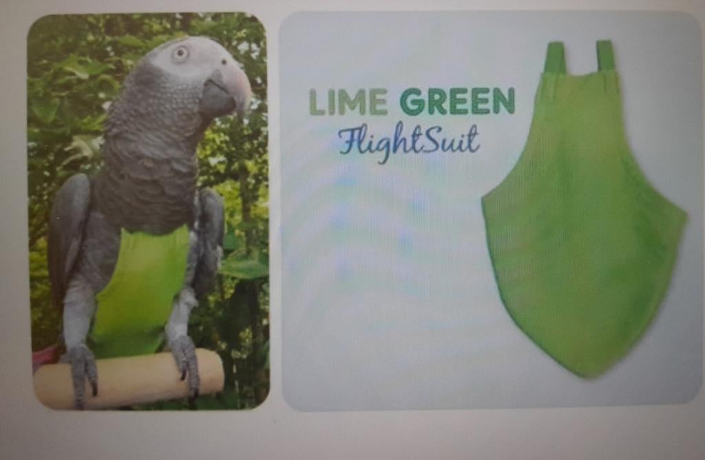 Gevraagd papegaaienluier, flightsuit, Dieren en Toebehoren, Vogels | Parkieten en Papegaaien, Parkiet