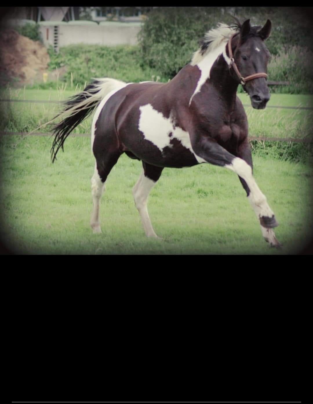 zwartbonte  kwpn merrie, Merrie, Dressuurpaard