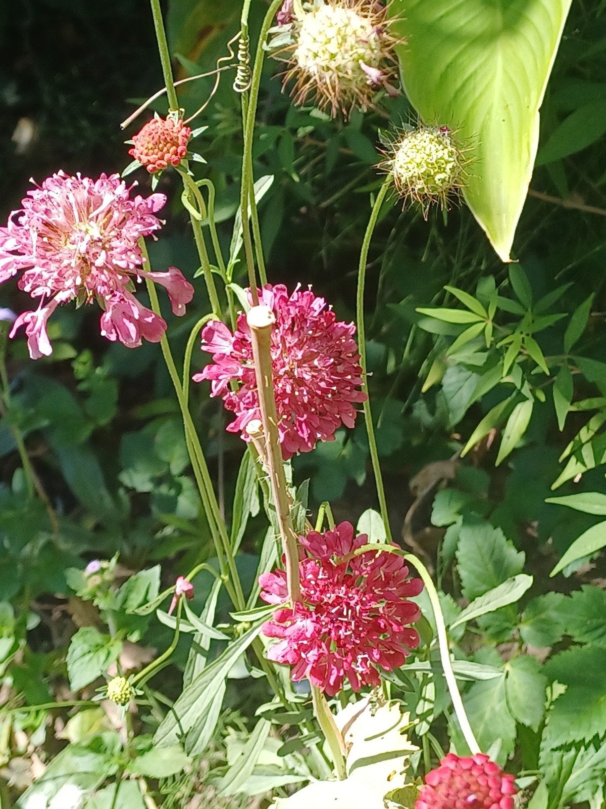Scabiosa Salmon Queen, Tuin en Terras, Ophalen of Verzenden, Gehele jaar, Volle zon, Zaad