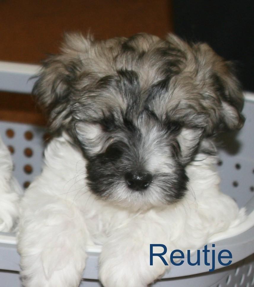 Prachtige Maltipoo pups, Fietsen en Brommers, Brommeronderdelen | Scooters, Ophalen of Verzenden