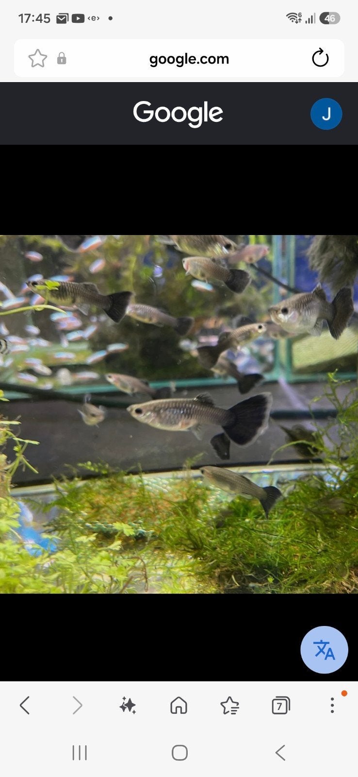 black moscow guppen, Meerdere dieren, Groot