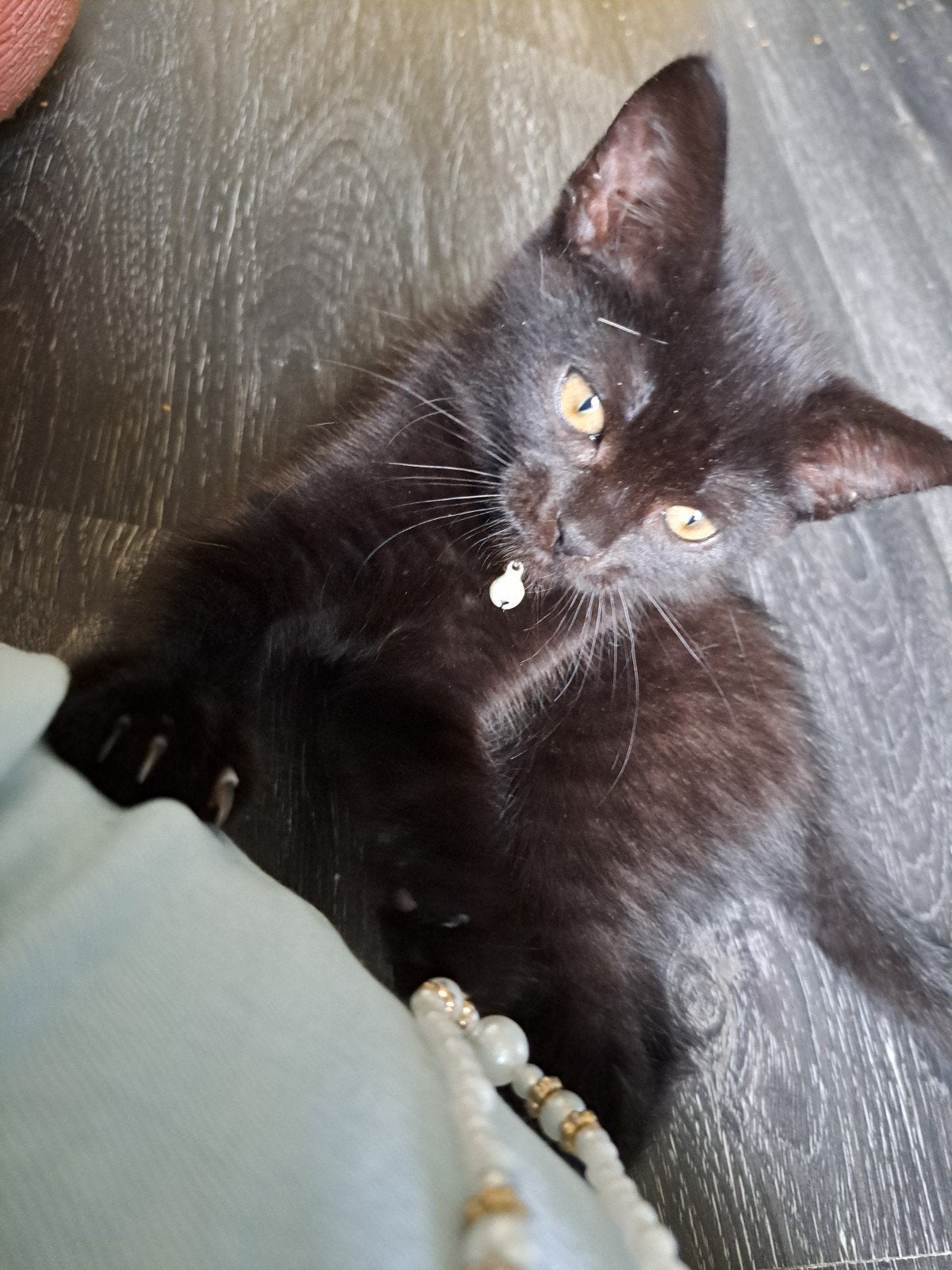 Lieve mooie kitten, volledig gevaccineerd!, Poes
