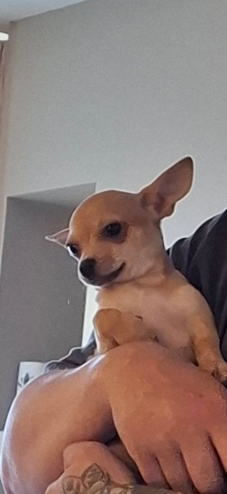 Chihuahua reutje 6 maanden, Dieren en Toebehoren, Honden | Chihuahua's en Gezelschapshonden, 15 weken tot 1 jaar, Reu, CDV (hondenziekte)