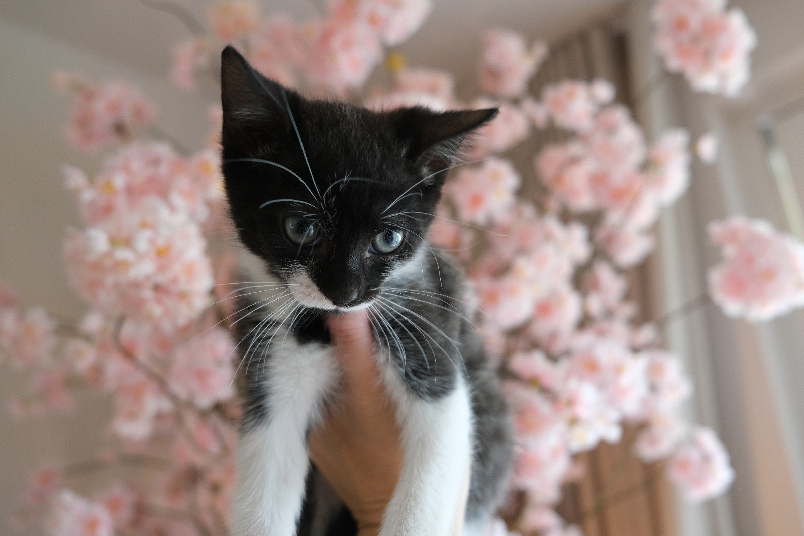 Kittens, Dieren en Toebehoren