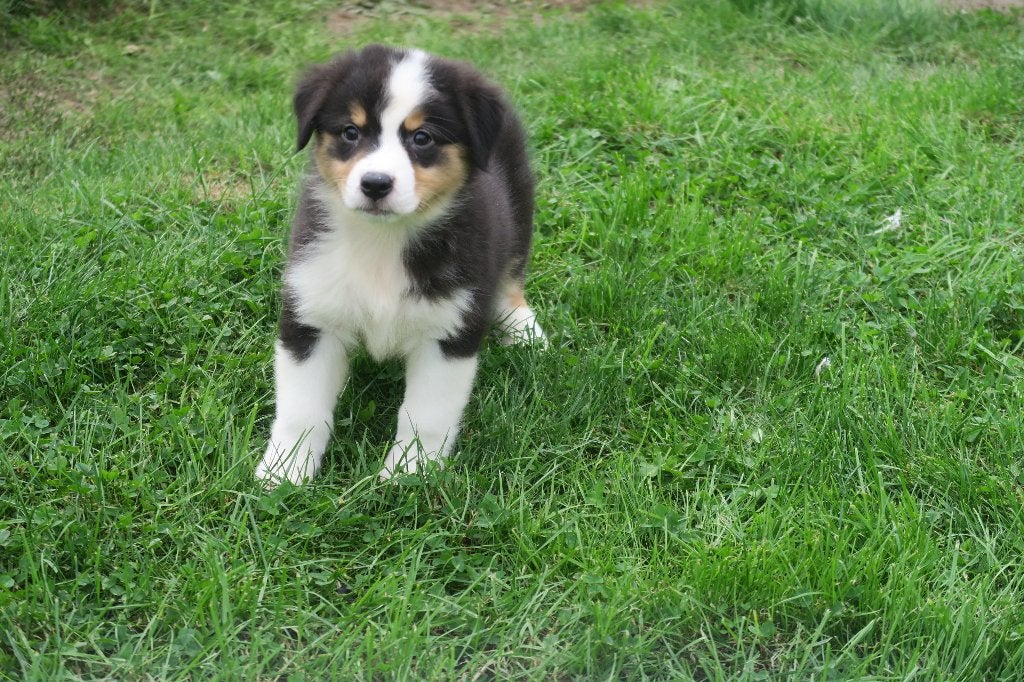 Foto 12 van Leuke Australian Shepherd pups