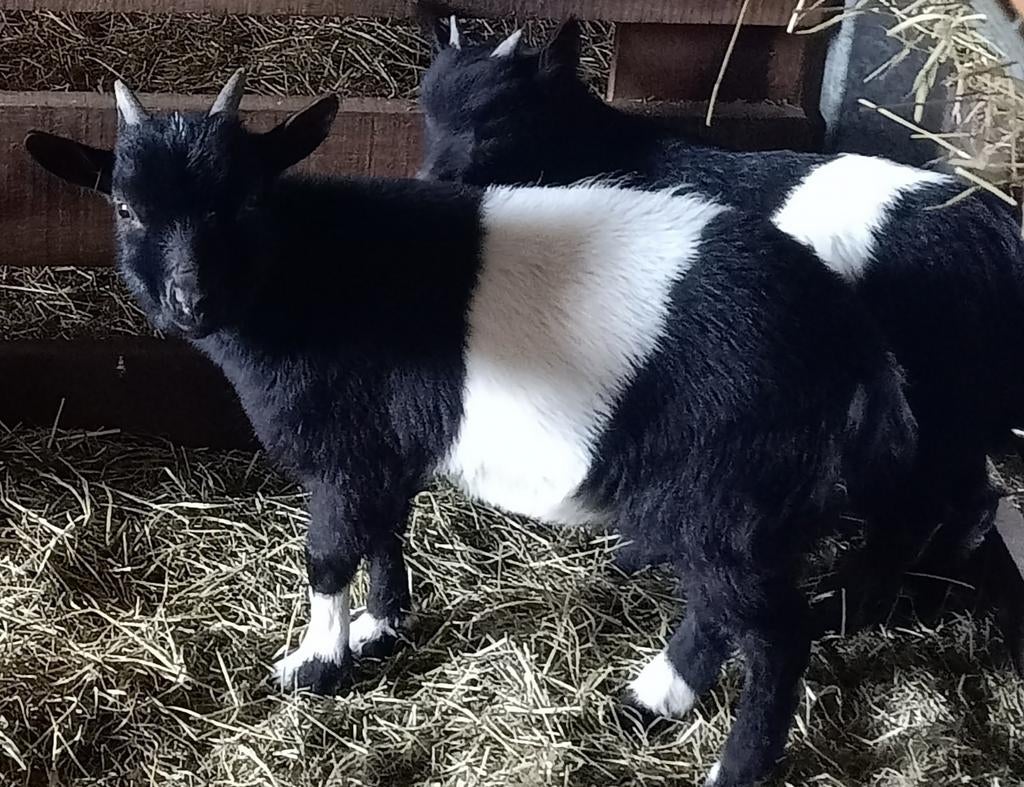 Dwergbokjes (lakenvelders), Dieren en Toebehoren, Schapen, Geiten en Varkens, Mannelijk, Geit, 0 tot 2 jaar