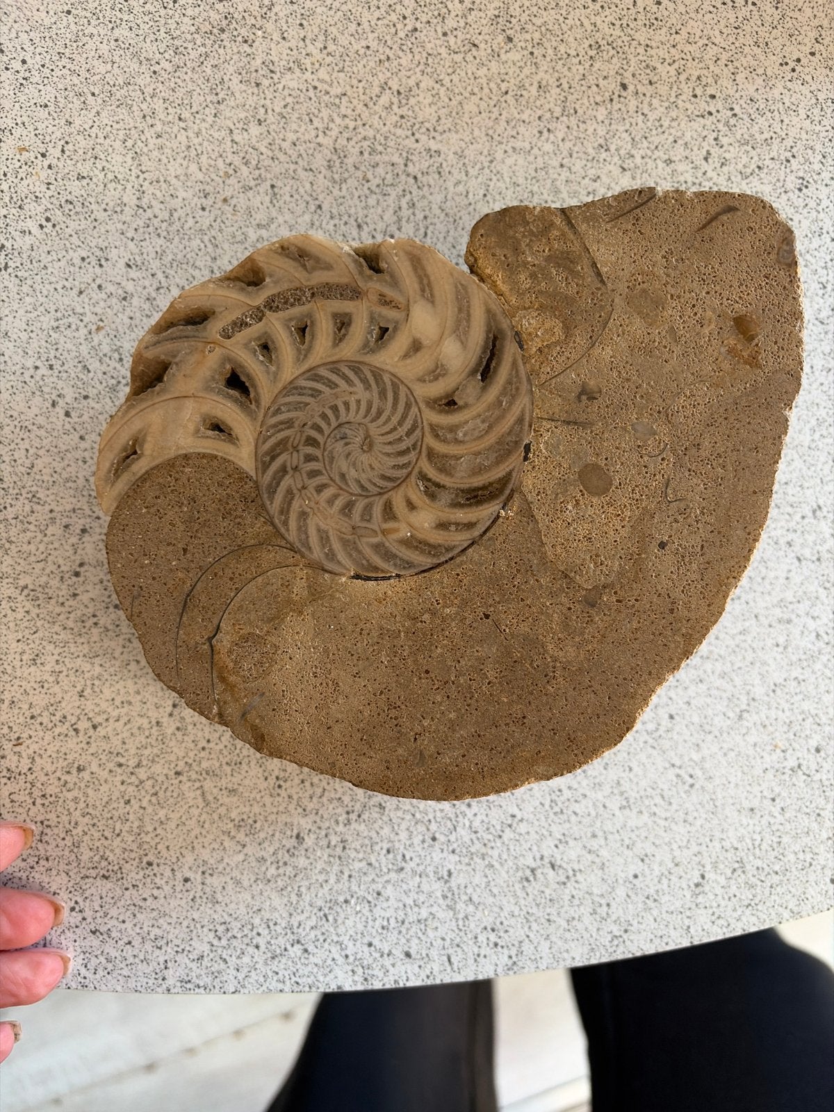 Prachtige gefossiliseerde Nautilus schelp, Ophalen of Verzenden, Fossiel