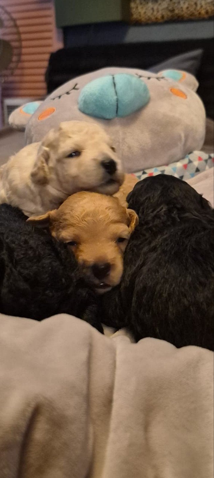 toypoedel pups, Parvo, Overige rassen, 8 tot 15 weken, Meerdere