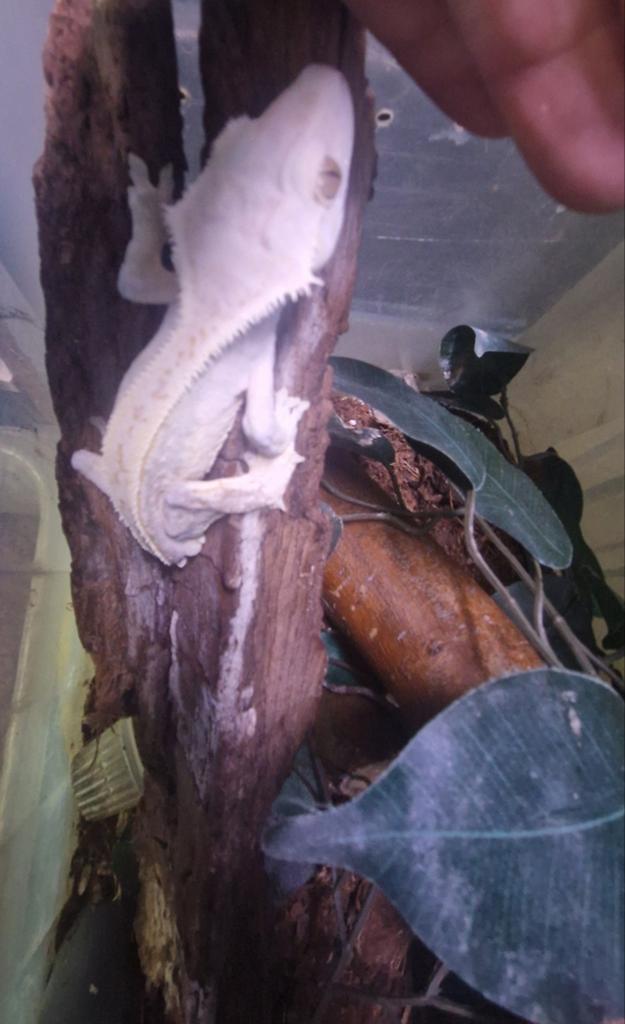 Wimpergekko man, Dieren en Toebehoren, Hagedis, 3 tot 6 jaar