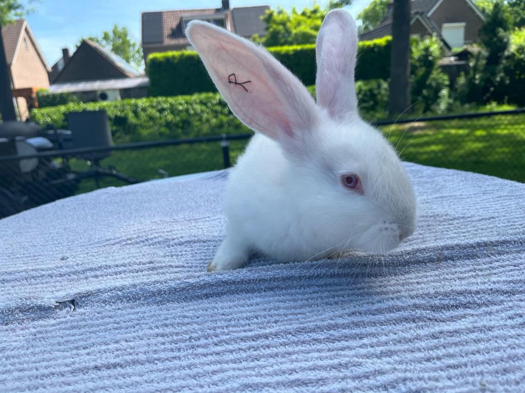 Nest Duitse Reus konijnen, Dieren en Toebehoren, Konijnen, Meerdere dieren, Groot, 0 tot 2 jaar