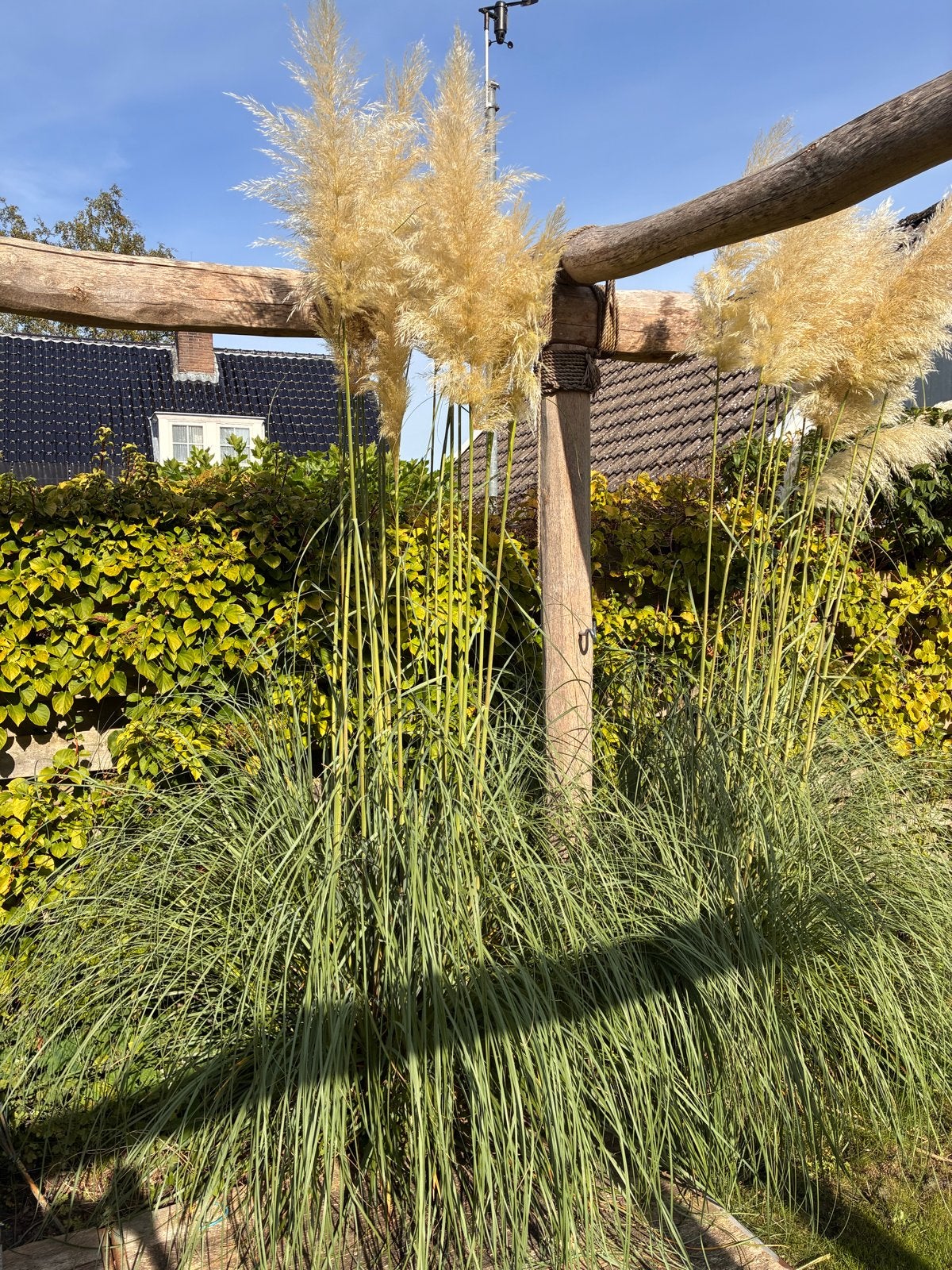 Pampasgras (Cortaderia selloana) - Grote pluimen, Ophalen, Volle zon, Vaste plant, Siergrassen