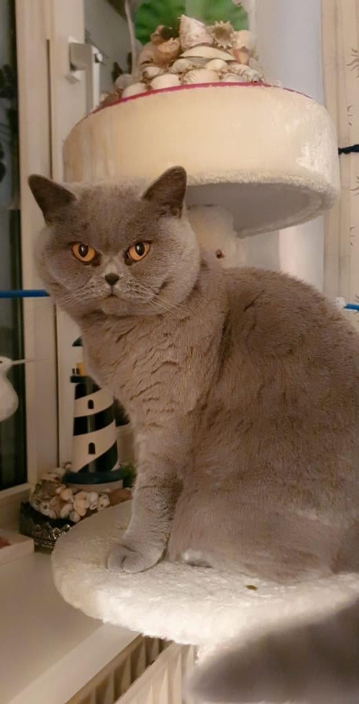 Britse korthaar, Poes, Met stamboom, 6 jaar of ouder