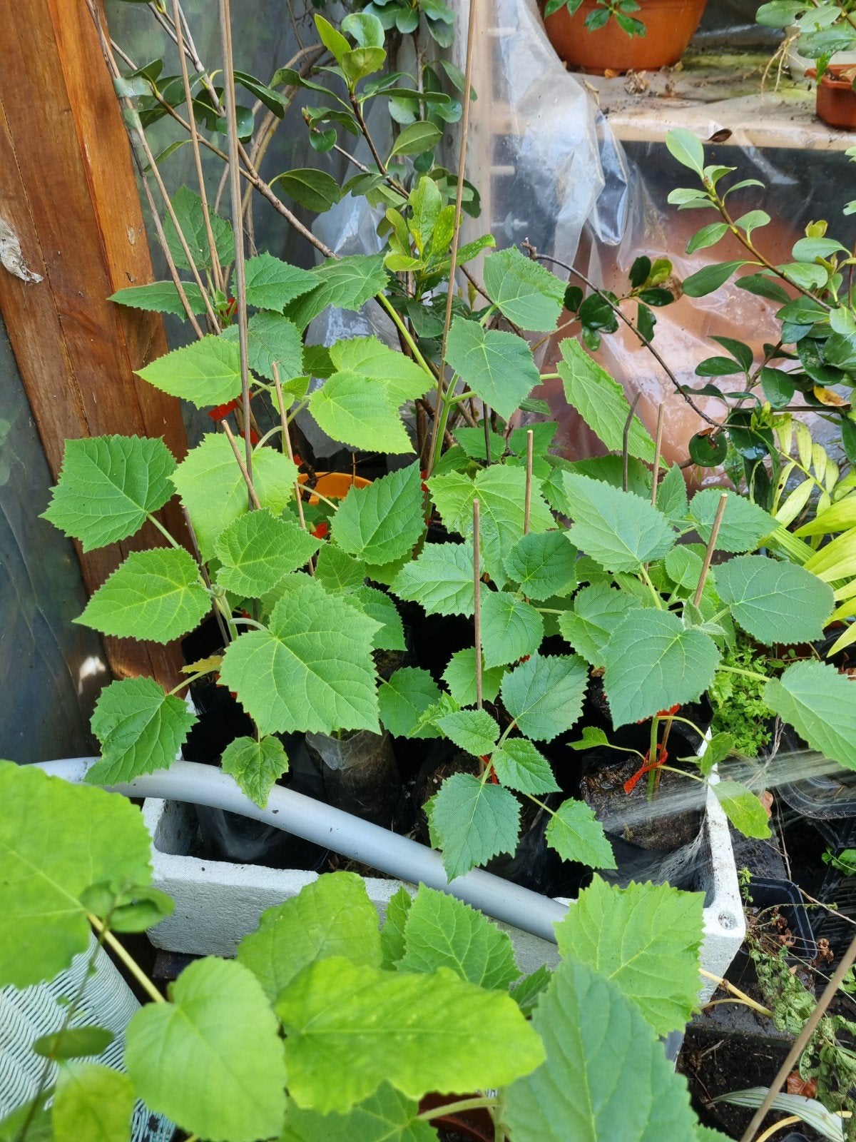 Anna Paulowna boompjes / prinsessen boompjes, Tuin en Terras, Planten | Bomen, Lente, Minder dan 100 cm, Volle zon, In pot