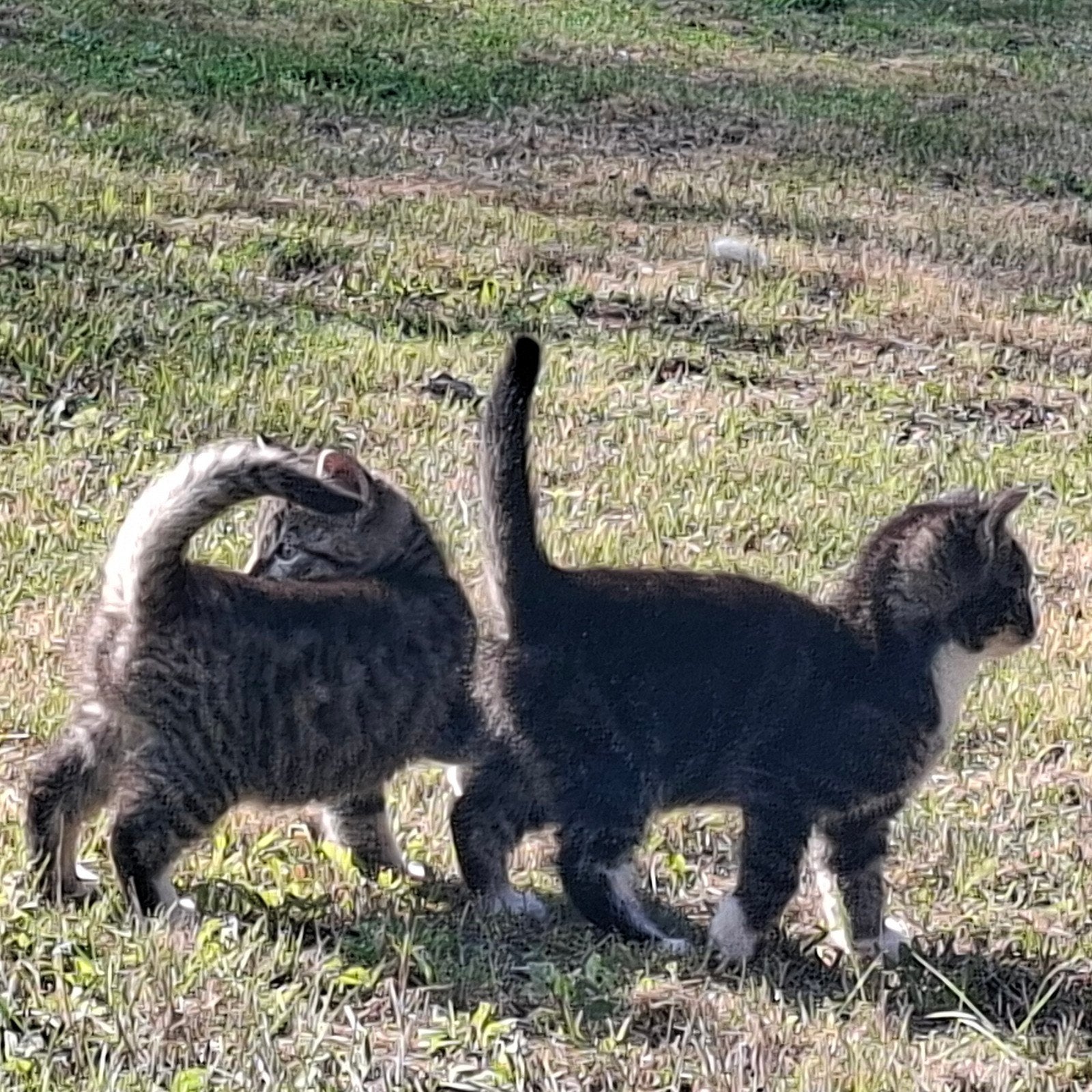 2 prachtige en lieve kittens te koop, Meerdere dieren