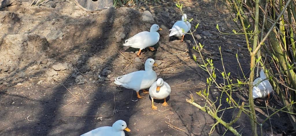 De echte hollandse kwakers wit (korte snavels) tt kwaliteit, Dieren en Toebehoren, Pluimvee, Meerdere dieren, Eend