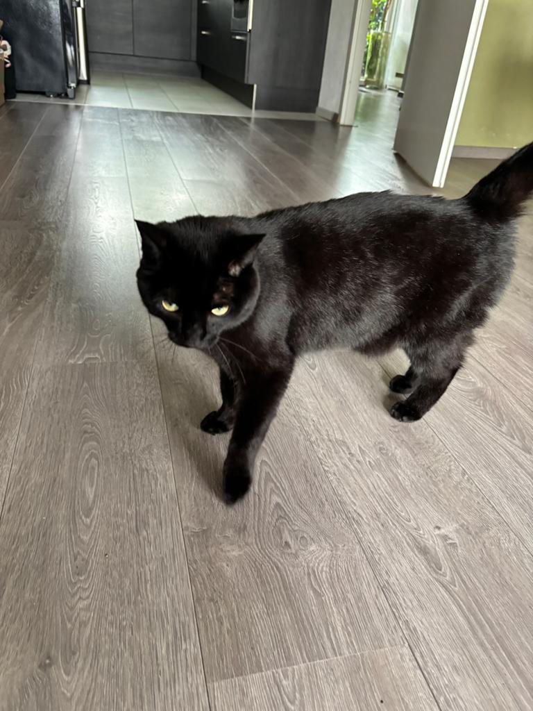 Lovely female cat looking for a new home - free adoption, Poes