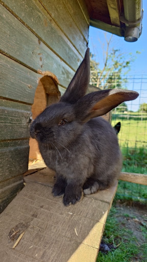 Vlaamse reuzen zwart, Meerdere dieren, Groot, 0 tot 2 jaar