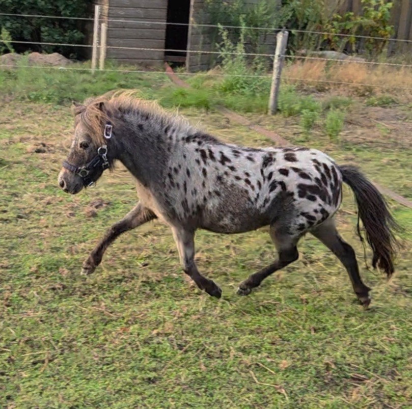 Zeer knappe appaloosa merries en hengst, kleine maat, Dieren en Toebehoren, Meerdere dieren, Met stamboom