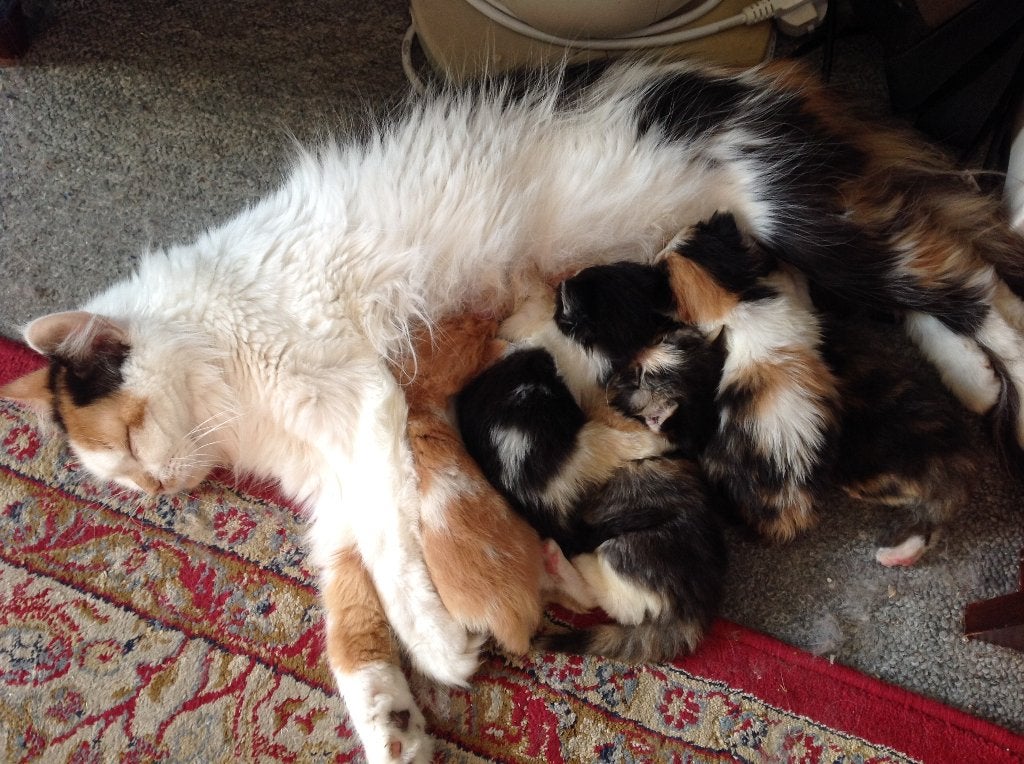 Mooie langharige kittens: Pers x Ragdoll, Dieren en Toebehoren, Katten en Kittens | Raskatten | Langhaar, Meerdere dieren, Ontwormd