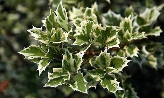 osmanthus variegatus, bonte hulst sierheester en haagplant, Tuin en Terras, Overige soorten, Vaste plant, Ophalen of Verzenden