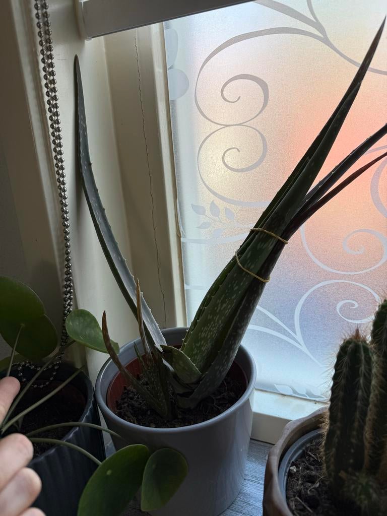 Grote Aloë Vera plant in pot, Ophalen, Vetplant, In pot, Minder dan 100 cm