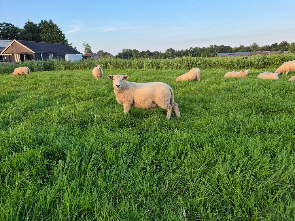 Charollais dek-rammen, Dieren en Toebehoren, Mannelijk, Schaap