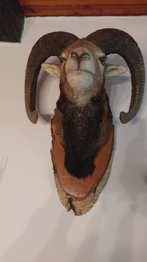 moeflon en zwijn kop, Verzamelen, Dierenverzamelingen, Ophalen of Verzenden, Zo goed als nieuw, Hert, Gewei of Kop