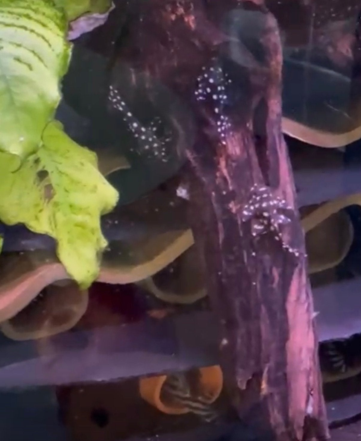 L471 Hypancistrus sp  beginnende kweekgroep 8X, Vis, Zoetwatervis