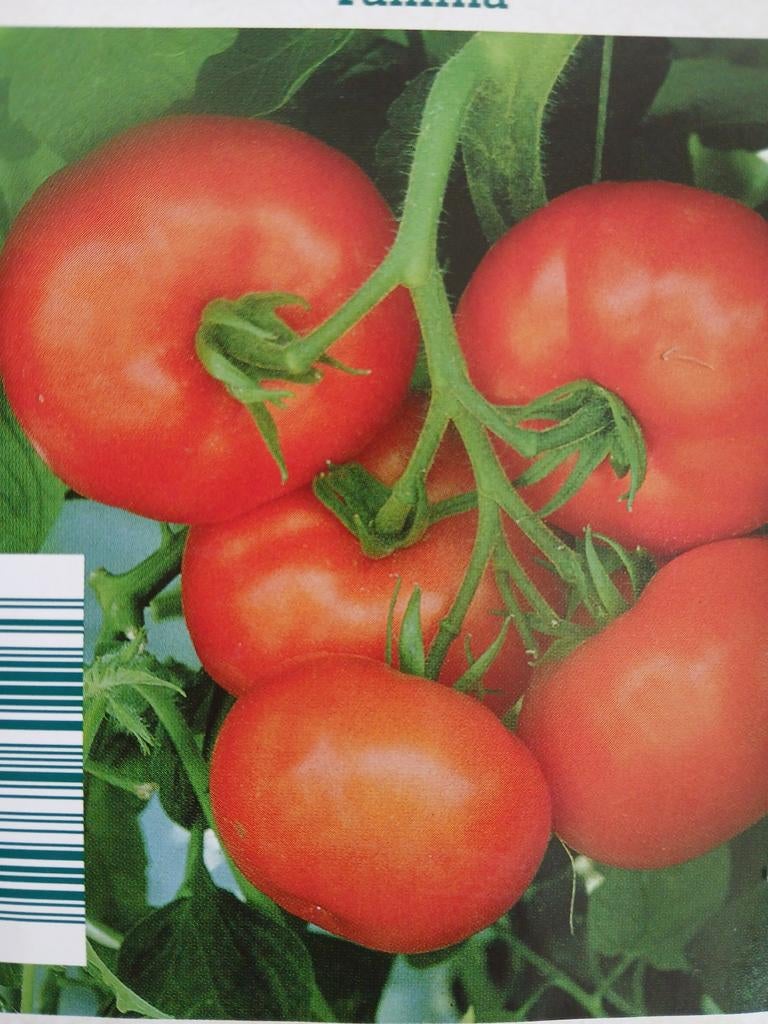 Diverse srten tomaten planten te koop, oogsten in aug of sep, Ophalen, Volle zon, Groenteplanten, Eenjarig