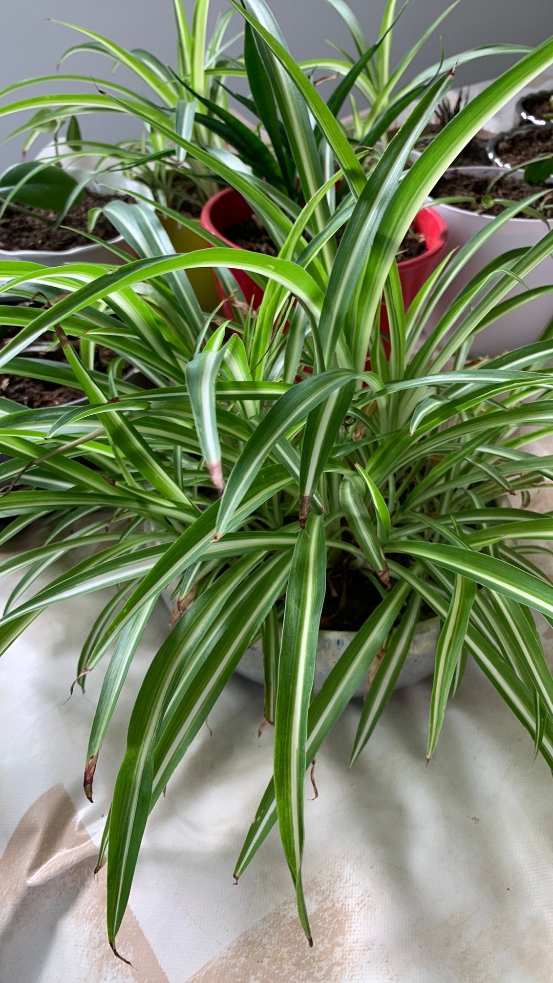 Vet plant met pot €5, Ophalen, Bloeit niet, Overige soorten, Halfschaduw