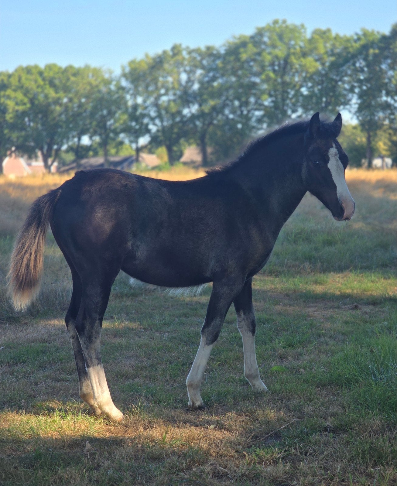 Prachtige smokey black welsh A merrieveulen!, Dieren en Toebehoren, Pony's, Niet van toepassing, 0 tot 2 jaar, A pony (tot 1.17m)