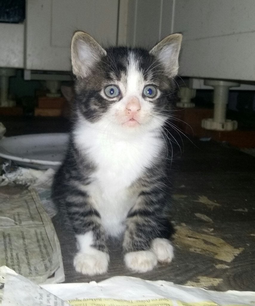 Mooie jonge katten te koop, Meerdere dieren, Kortharig, 0 tot 2 jaar