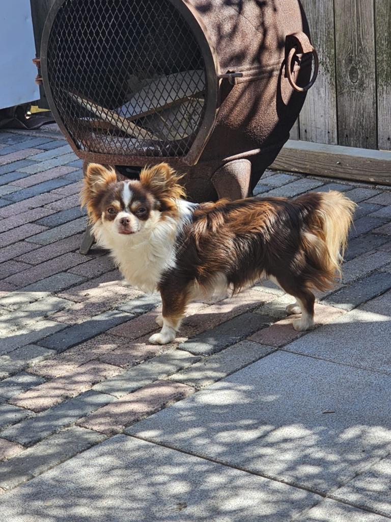 Chihuahua dekreu choco tri. Klein, Dieren en Toebehoren, Reu, 1 tot 2 jaar, Parvo, Eén hond