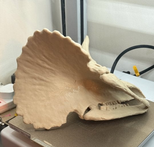 Triceratops schedel replica, Verzamelen, Ophalen of Verzenden, Nieuw, Dier