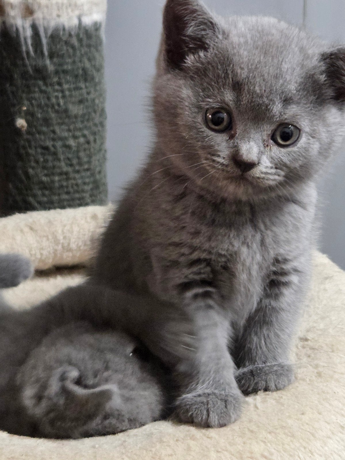 prachtige britse korthaar kittens kunnen verhuizen, Meerdere dieren, Ontwormd, 0 tot 2 jaar