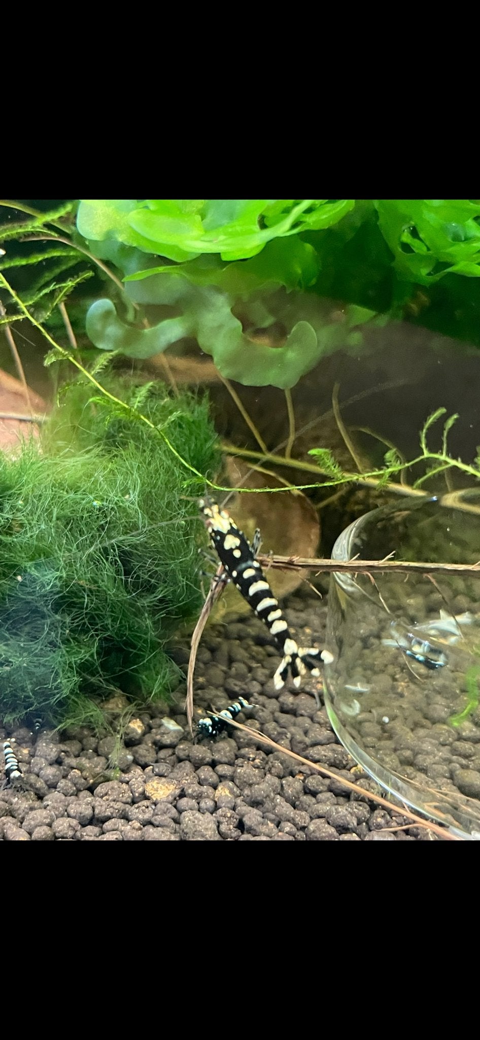 Garnalen galaxy fishbone zwart, Dieren en Toebehoren, Vissen | Aquariumvissen, Kreeft, Krab of Garnaal