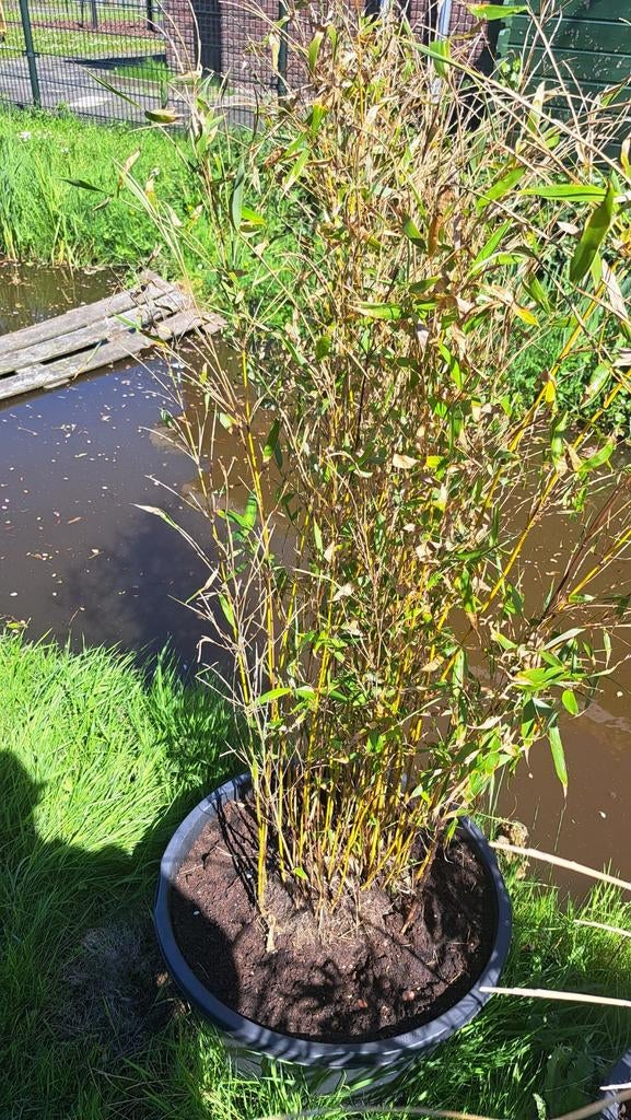 Bamboe plant in pot - Groenblijvend en sfeervol, Vaste plant, Bloeit niet, Halfschaduw, Ophalen