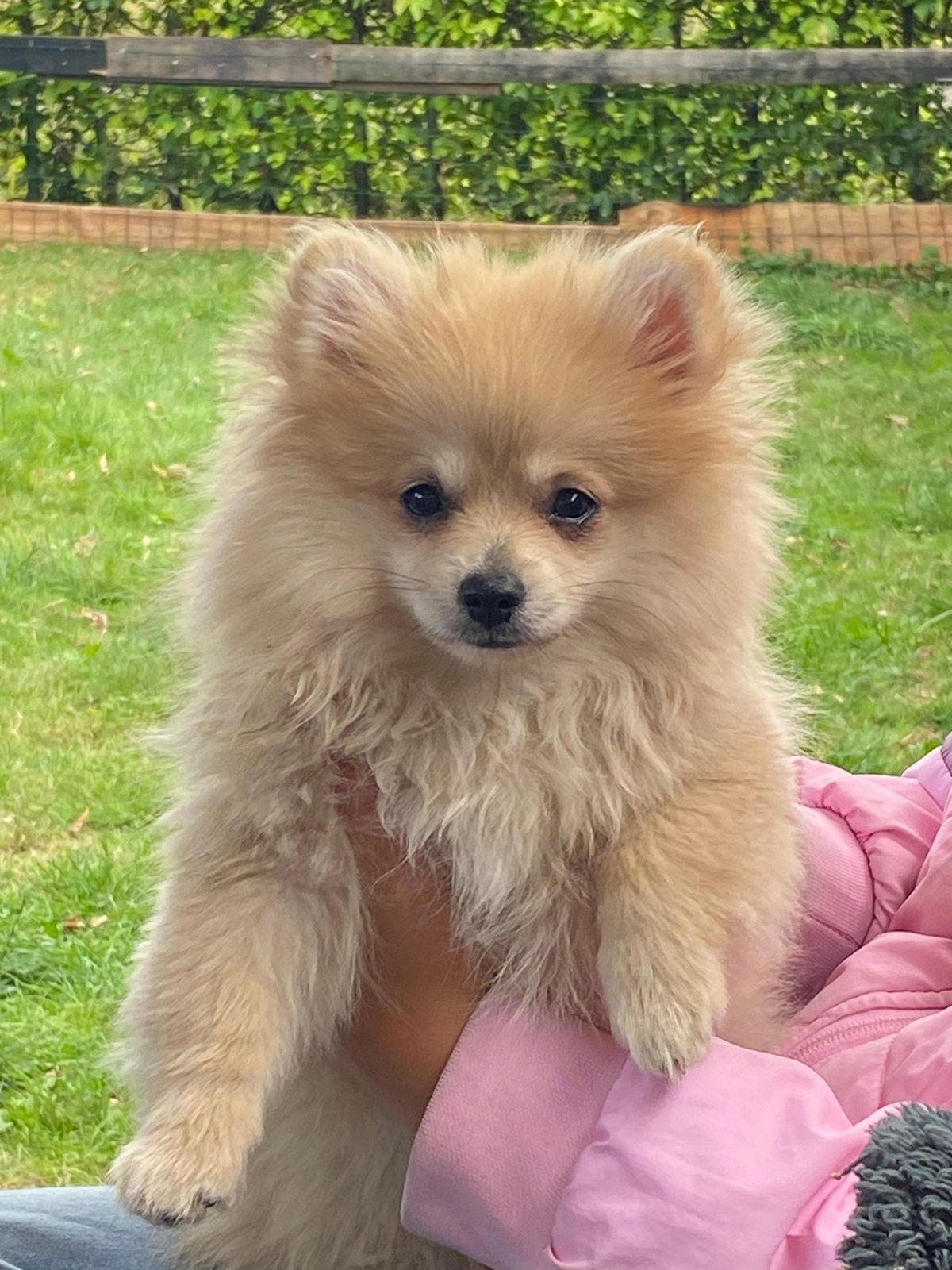Een klein Pomeriaan pluizebolletje zoekt gouden mandje, Dieren en Toebehoren, Keeshond, 8 tot 15 weken, Parvo, Meerdere