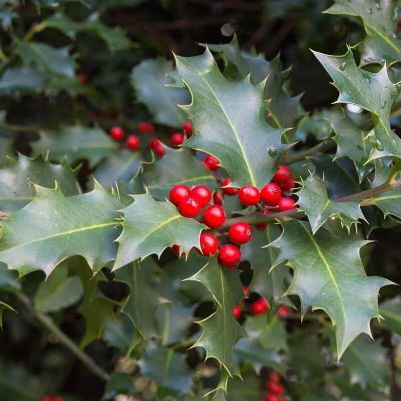 Ilex aquifolium, Groene hulst, inheems GOEDKOOP!!, Ophalen of Verzenden, Overige soorten, Halfschaduw
