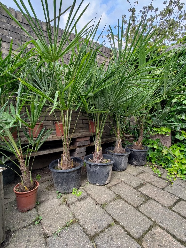 Winterharde palmboom Trachycarpus fortunei te koop, Bloeit niet, Overige soorten, Minder dan 100 cm, Ophalen